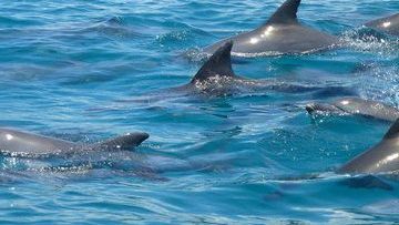 Schwimmen mit Delphinen auf Sansibar