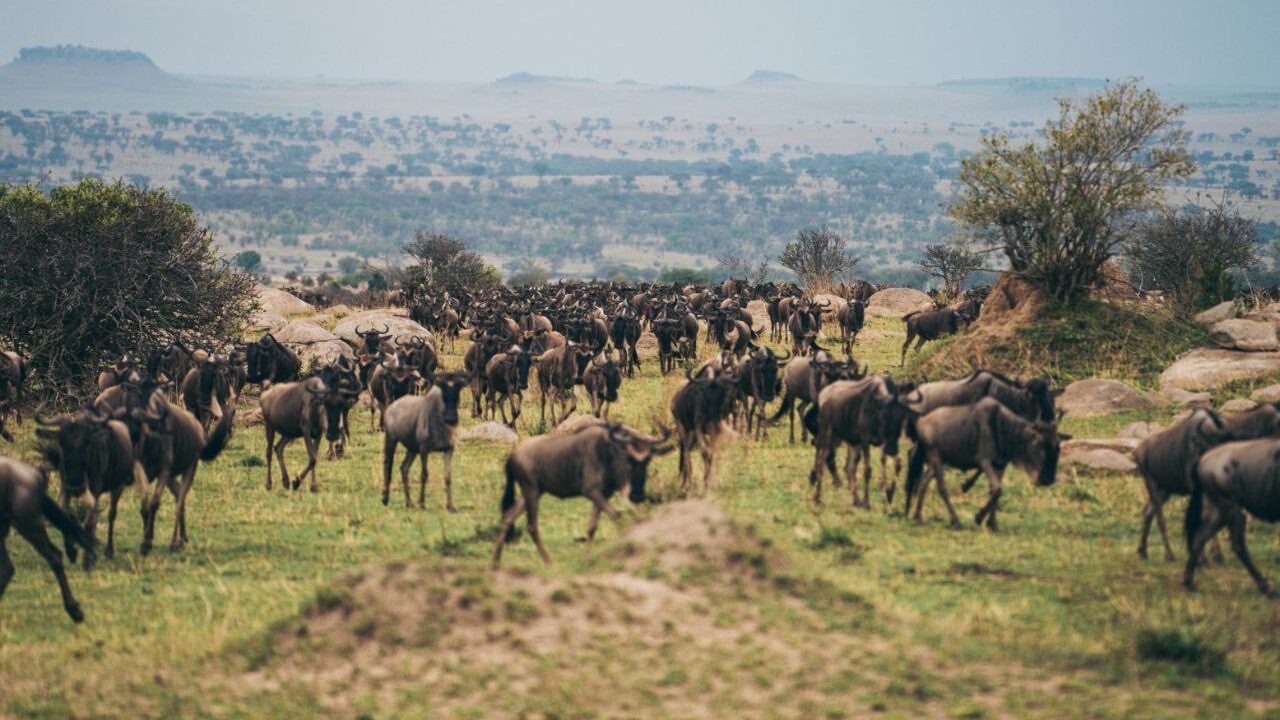 Migration in der Serengeti – Once in a lifetime